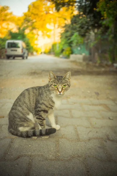 Gato Que Vive Turquia Quente Foto Alta Qualidade — Fotografia de Stock