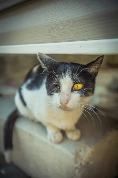 Gato Com Olho Que Vive Turquia Foto Alta Qualidade — Fotografia de Stock