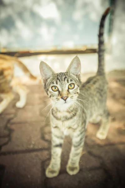 Кошка Живущая Теплой Турции Высокое Качество Фото — стоковое фото