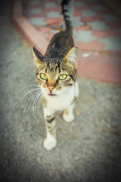 Cat Living Warm Turkey High Quality Photo — Stock Photo, Image