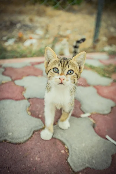 Eine Katze Die Der Warmen Türkei Lebt Hochwertiges Foto — Stockfoto