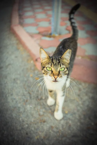 Sıcak Hindide Yaşayan Bir Kedi Yüksek Kalite Fotoğraf — Stok fotoğraf