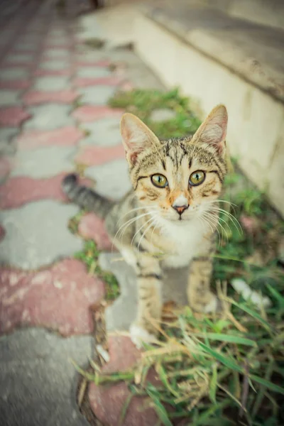 Kočka Žijící Teplém Turecku Kvalitní Fotografie — Stock fotografie