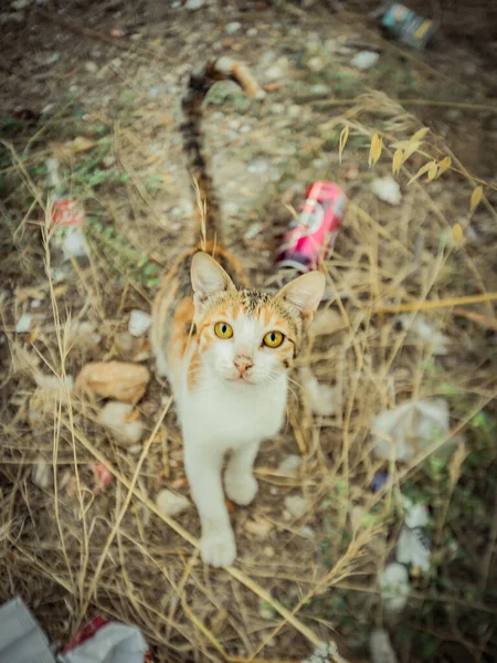 Eine Katze Die Der Warmen Türkei Lebt Hochwertiges Foto — Stockfoto