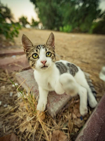 Katt Som Lever Varma Turkiet Högkvalitativt Foto — Stockfoto