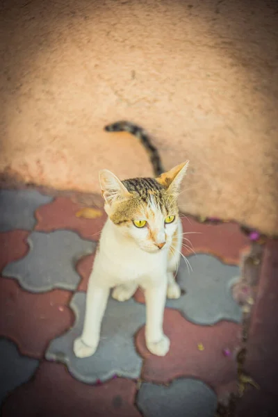 Sıcak Hindide Yaşayan Bir Kedi Yüksek Kalite Fotoğraf — Stok fotoğraf