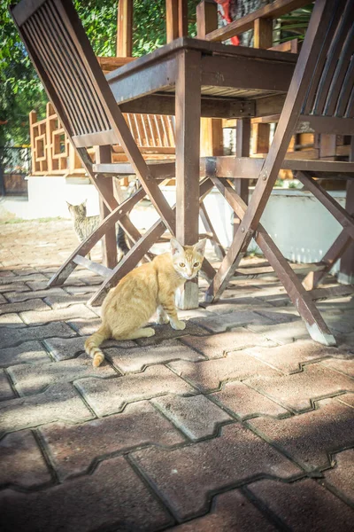 Eine Katze Die Der Warmen Türkei Lebt Hochwertiges Foto — Stockfoto