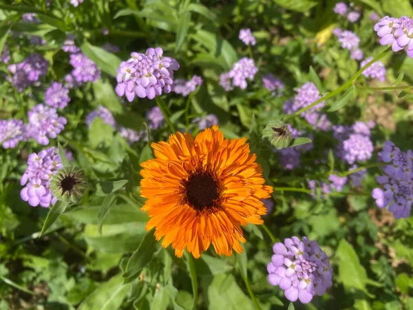 Retrato Uma Flor Nastúrcio Cor Laranja Contexto Flores Lilás Iberis — Fotografia de Stock