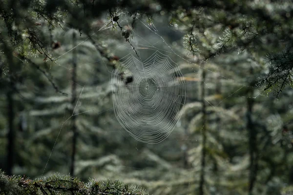 Teia de aranha na floresta — Fotografia de Stock