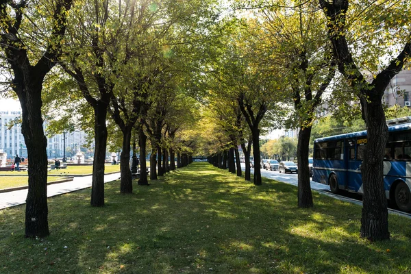 Ağaçlar şehrin sokak cadde