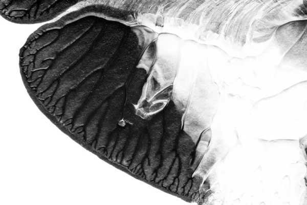 beyaz kağıt arkaplan üzerinde siyah beyaz soyut akrilik boya renk dokusu rorschach mürekkep lekesi yöntemi kullanarak