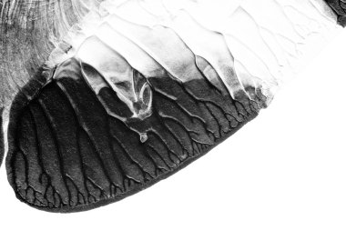 beyaz kağıt arkaplan üzerinde siyah beyaz soyut akrilik boya renk dokusu rorschach mürekkep lekesi yöntemi kullanarak