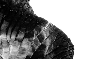 beyaz kağıt arkaplan üzerinde siyah beyaz soyut akrilik boya renk dokusu rorschach mürekkep lekesi yöntemi kullanarak