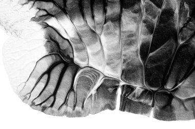 beyaz kağıt arkaplan üzerinde siyah beyaz soyut akrilik boya renk dokusu rorschach mürekkep lekesi yöntemi kullanarak