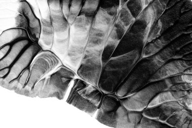 beyaz kağıt arkaplan üzerinde siyah beyaz soyut akrilik boya renk dokusu rorschach mürekkep lekesi yöntemi kullanarak