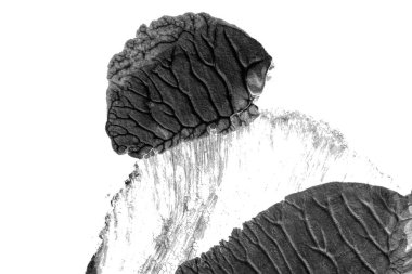 beyaz kağıt arkaplan üzerinde siyah beyaz soyut akrilik boya renk dokusu rorschach mürekkep lekesi yöntemi kullanarak