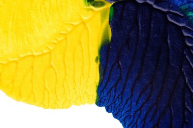 mavi yeşil soyut akrilik boya renk dokusu beyaz kağıt arkaplan üzerinde rorschach mürekkep lekesi yöntemi kullanılarak