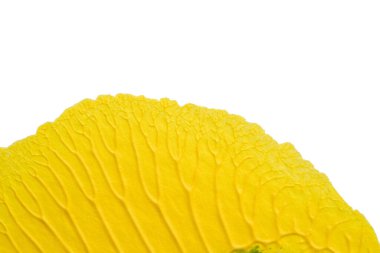 mavi yeşil soyut akrilik boya renk dokusu beyaz kağıt arkaplan üzerinde rorschach mürekkep lekesi yöntemi kullanılarak