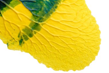 mavi yeşil soyut akrilik boya renk dokusu beyaz kağıt arkaplan üzerinde rorschach mürekkep lekesi yöntemi kullanılarak