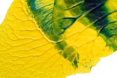 mavi yeşil soyut akrilik boya renk dokusu beyaz kağıt arkaplan üzerinde rorschach mürekkep lekesi yöntemi kullanılarak