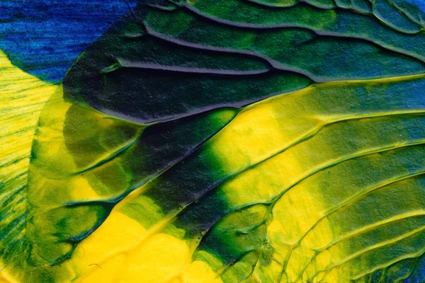 blue green yellow abstract acrylic painting color texture on white paper background by using rorschach inkblot method