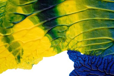 mavi yeşil soyut akrilik boya renk dokusu beyaz kağıt arkaplan üzerinde rorschach mürekkep lekesi yöntemi kullanılarak