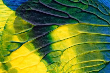 mavi yeşil soyut akrilik boya renk dokusu beyaz kağıt arkaplan üzerinde rorschach mürekkep lekesi yöntemi kullanılarak