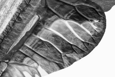 beyaz kağıt arkaplan üzerinde siyah beyaz soyut akrilik boya renk dokusu rorschach mürekkep lekesi yöntemi kullanarak