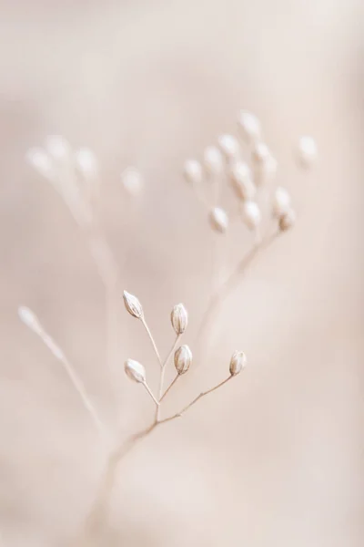 Dry Flowers Plant Floral Branch Soft Beige Pastel Background Blurred — Stock Photo, Image