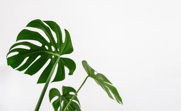 Planta Monstera Hojas Verdes Sobre Fondo Blanco Concepto Naturaleza Tropical — Foto de Stock