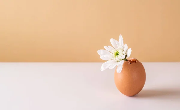 白色的春花在蛋壳里 复活节简约概念 文本复制空间 — 图库照片