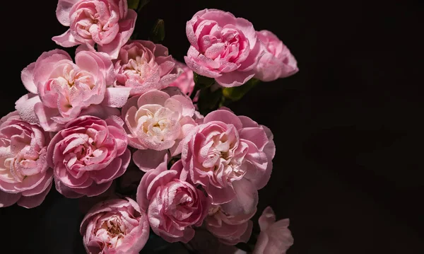Gyönyörű Sötét Rózsaszín Rügyek Szegfű Virágok Víz Harmat Csepp Egy — Stock Fotó