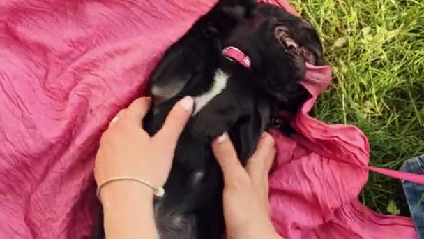 Cinta Anjing Tangan Petting Anak Anjing Menggairahkan Anjing Pada Perut — Stok Video