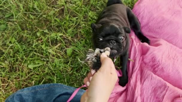 Donna Che Gioca Con Cucciolo Carlino Nero Cane Piccolo Nel — Video Stock