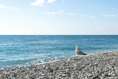 Deniz kıyısında çakıl taşlarının üzerinde duran martılar.