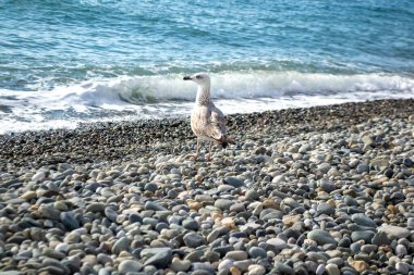 Güneşli bir günde deniz kıyısında çakıl taşlarının üzerinde duran martılar.