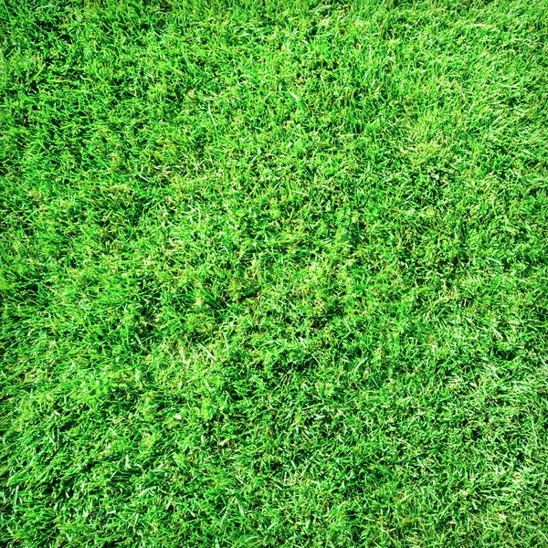 Grüner Hintergrund — Stockfoto