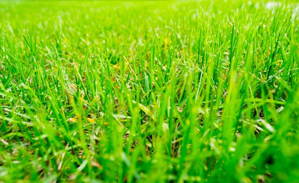 Grüner Hintergrund — Stockfoto