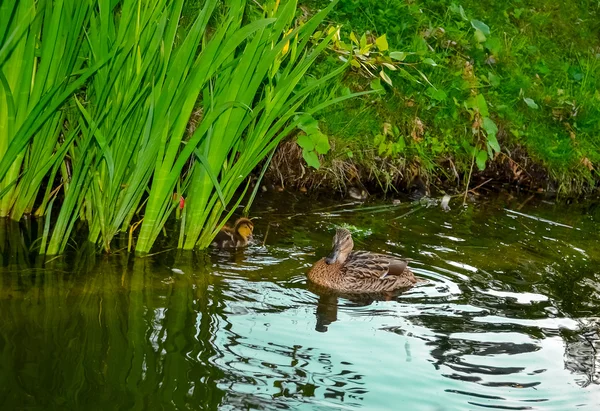 Мать-утка с утятами плавает на поверхности озера — стоковое фото