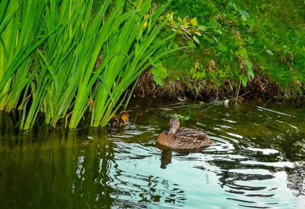 Entenmutter mit Entchen schwimmt auf Seeoberfläche — Stockfoto