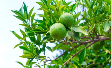 taze yeşil portakal ağacı üzerinde