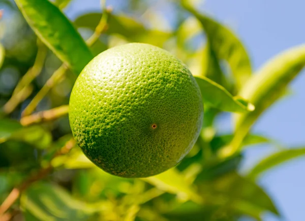 Laranja verde fresca na árvore — Fotografia de Stock