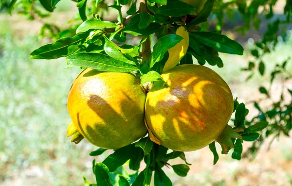 Frutos de romã coloridos inmaduros no galho da árvore . — Fotografia de Stock