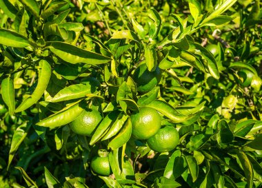 Olgunlaşmamış taze portakal ile portakal ağacı. Seçici odak