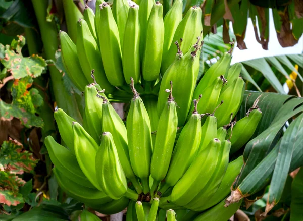 バナナの木に成長しています。選択と集中. — ストック写真