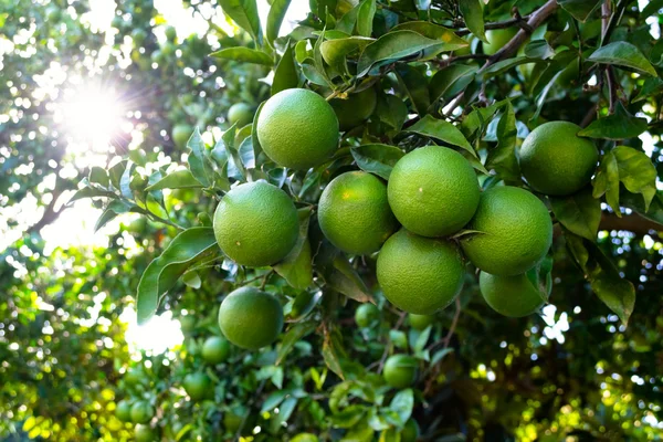 Laranjeira com laranjas frescas não maduras. Foco seletivo — Fotografia de Stock