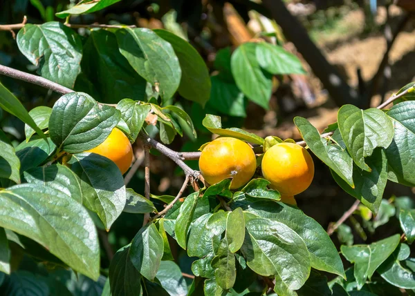 Persimmons no jardim de frutas, Alanya, Turquia — Fotografia de Stock