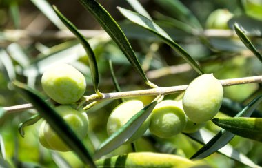 Zeytin ağaç mavi gökyüzü. seçici odak.