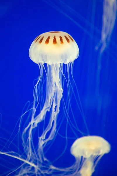 Medusas. — Foto de Stock