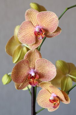 Kaplan orkide phalaenopsis
